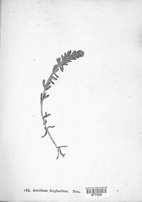 Endophyllum euphorbiae-sylvaticae image